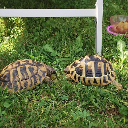 招待所 Kapetanakis 4*